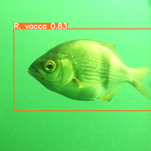 Fish detection with AI bounding boxes