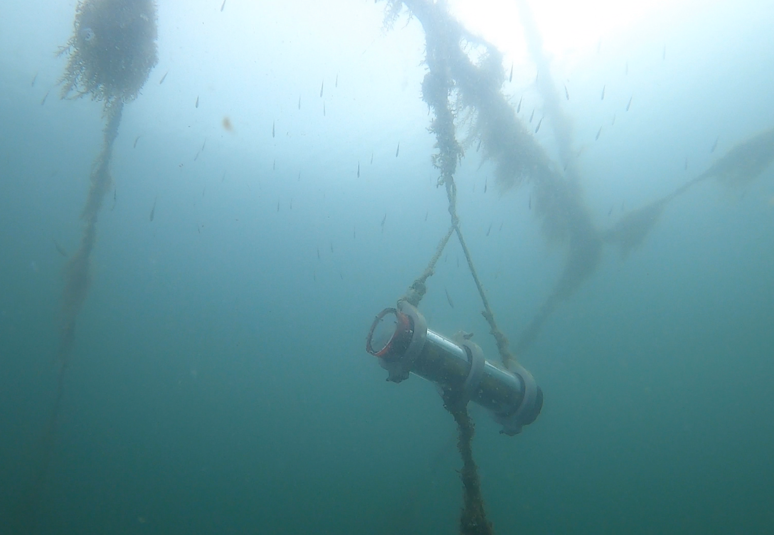 LookSea camera deployed underwater
